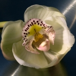  - Cymbidium