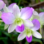 Дендробиум - Dendrobium