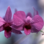 Дендробиум - Dendrobium
