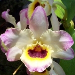 Дендробиум - Dendrobium