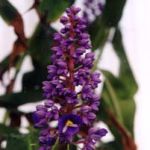  - Dichorisandra Mikan