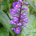  - Dichorisandra Mikan