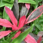  - Dichorisandra Mikan