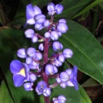  - Dichorisandra Mikan