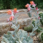 - Echeveria