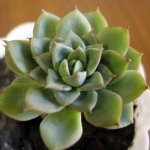  - Echeveria