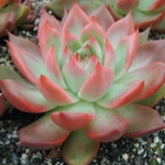  - Echeveria