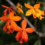 Эпидендрум - Epidendrum