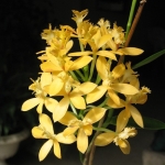  - Epidendrum