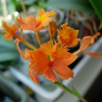  - Epidendrum