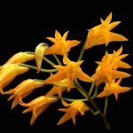  - Epidendrum