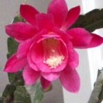  - Epiphyllum