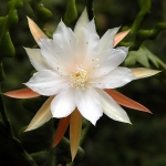  - Epiphyllum