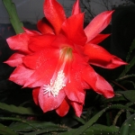  - Epiphyllum
