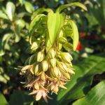 Эвкомис двуцветный