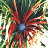 Фасикулярия двуцветная - Fascicularia bicolor