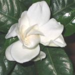 Гардения жасминовидная -Gardenia jasminoides