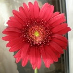 Гербера - Gerbera