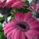 Гербера - Gerbera