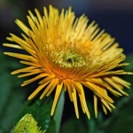 Гербера - Gerbera