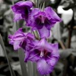 Гладиолус - Gladiolus