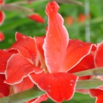 Гладиолус - Gladiolus