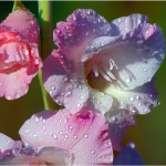 Гладиолус - Gladiolus