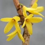 Семейство ирисовые - Iridaceae