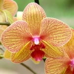 Семейство Орхидеи