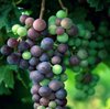 Семейство виноградных - Vitaceae