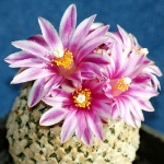  - Gymnocactus