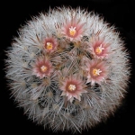  - Gymnocactus