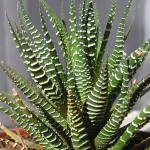  - Haworthia 