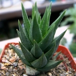  - Haworthia 