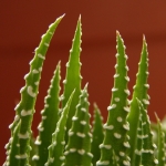  - Haworthia 