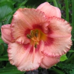  - Hemerocallis