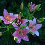 Лилейник - Hemerocallis