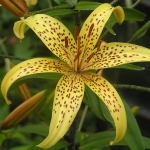 Лилейник - Hemerocallis