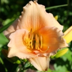 Лилейник - Hemerocallis