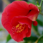 Гибискус (китайская роза) - Hibiscus