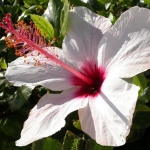 Гибискус (китайская роза) - Hibiscus