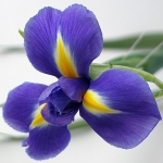  - Iris