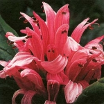 Якобиния - Jacobinia