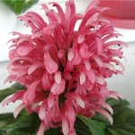 Якобиния - Jacobinia