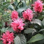 Якобиния - Jacobinia