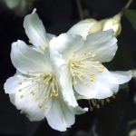 Жасмин - Jasminum