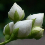 Жасмин - Jasminum