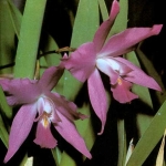 Лелия Гульда - Laelia. gouldiana