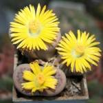  - Lithops