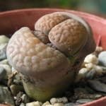  - Lithops